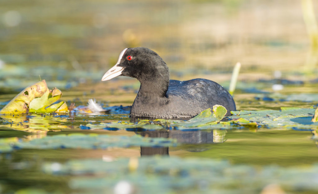 Shutter Count: 74490