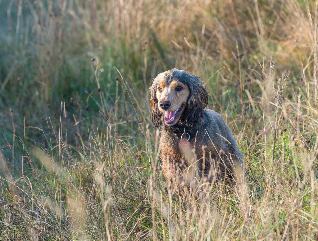 Shutter Count: 161308